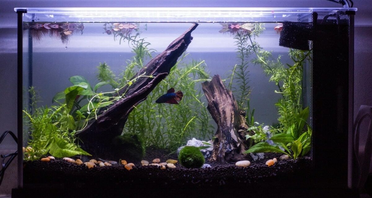 A Beginner’s Guide to Cycling Your Fish Aquarium