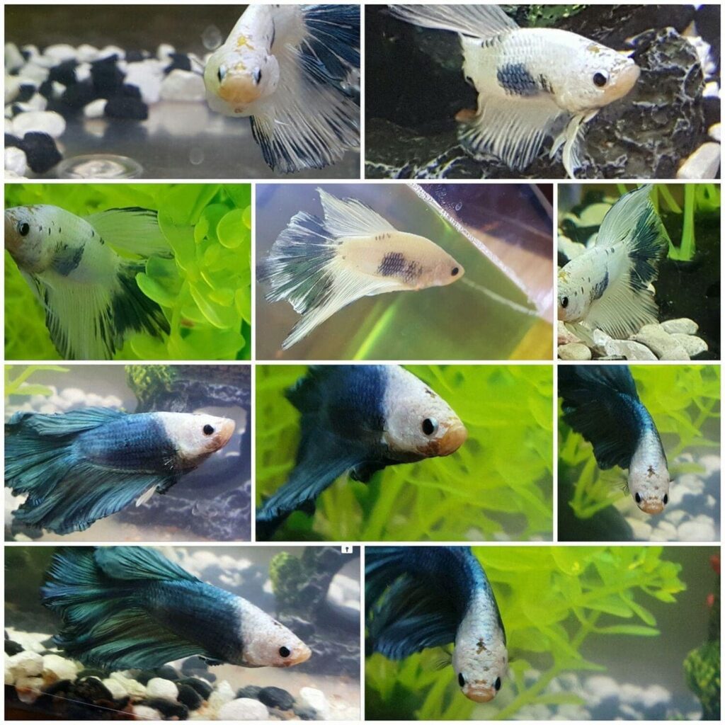 Marble Betta Transformation Over Time
