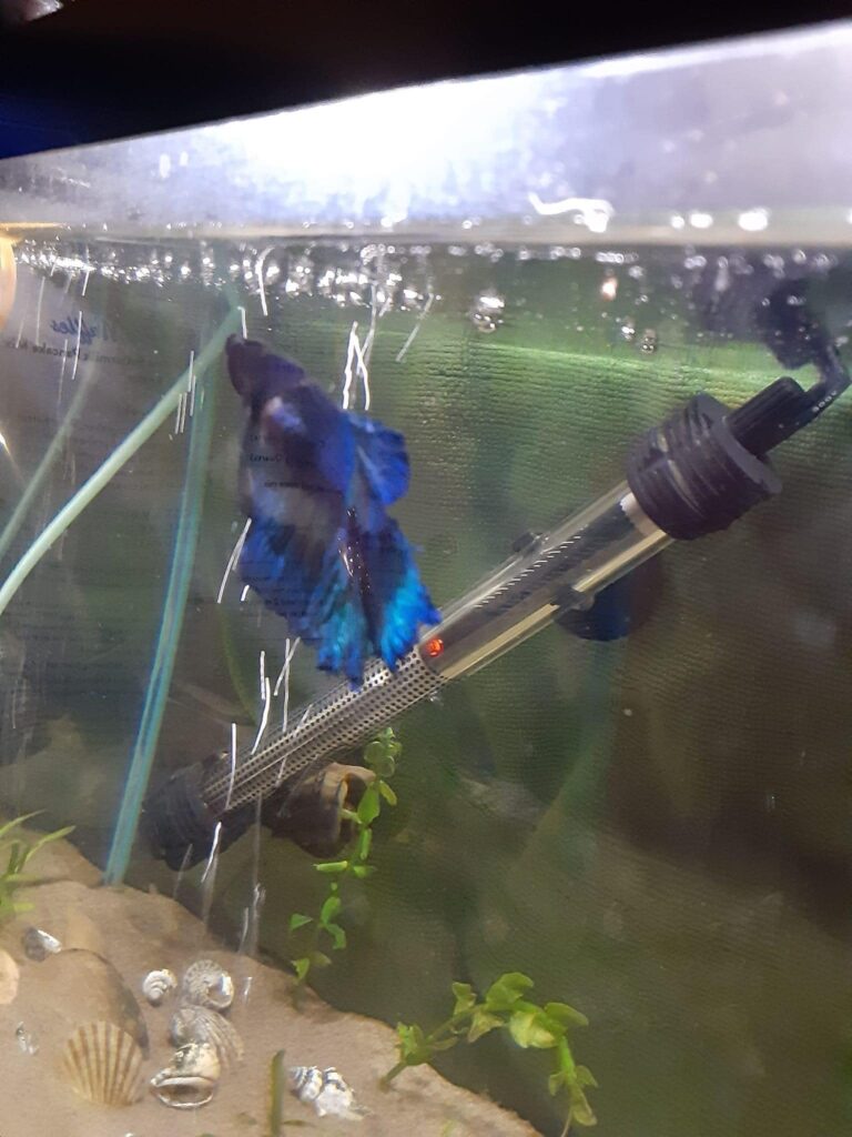 Betta fish in contact with heating filament