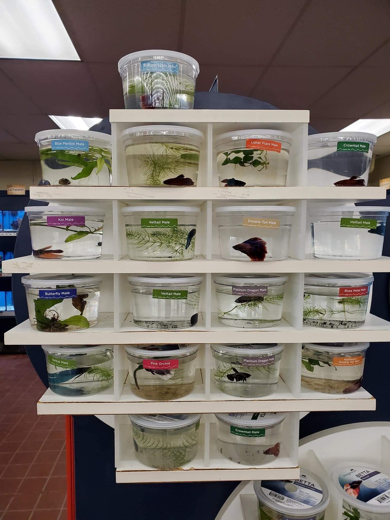Betta fish in cups on display at Petco store