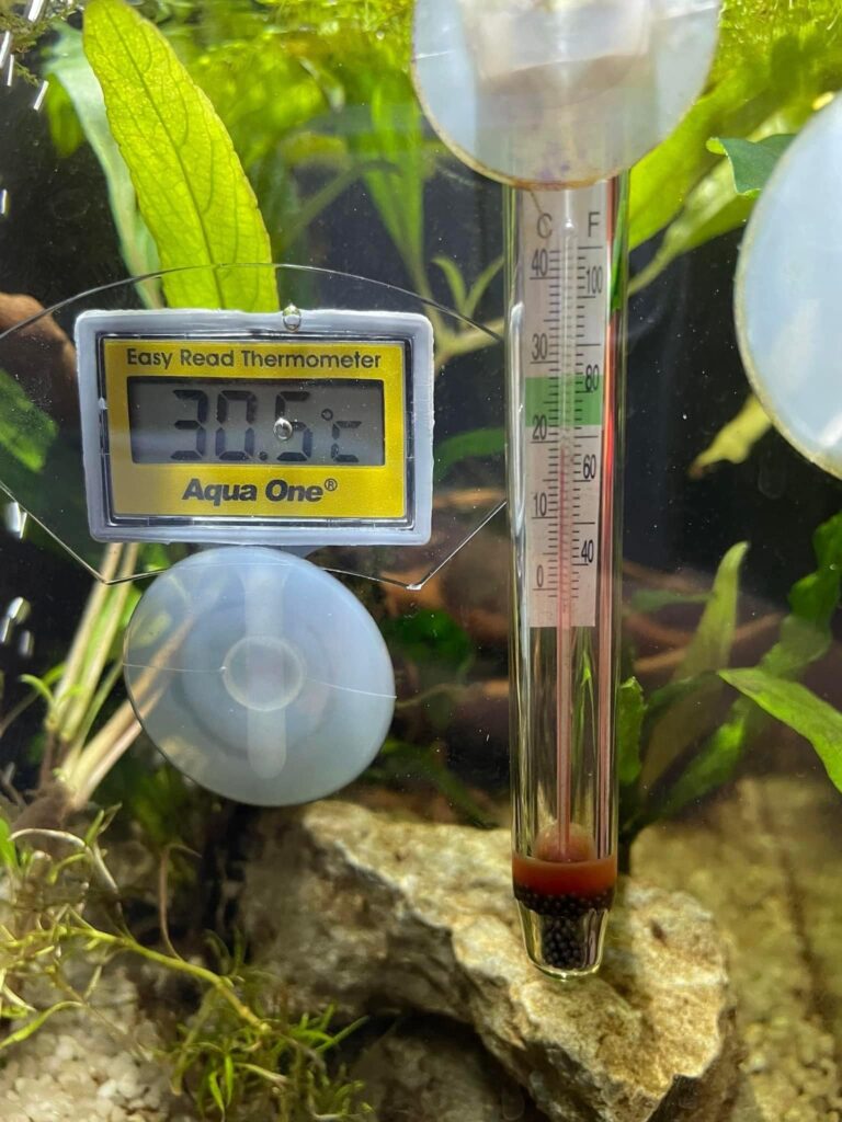 Betta fish tank with stick-on and digital thermometers