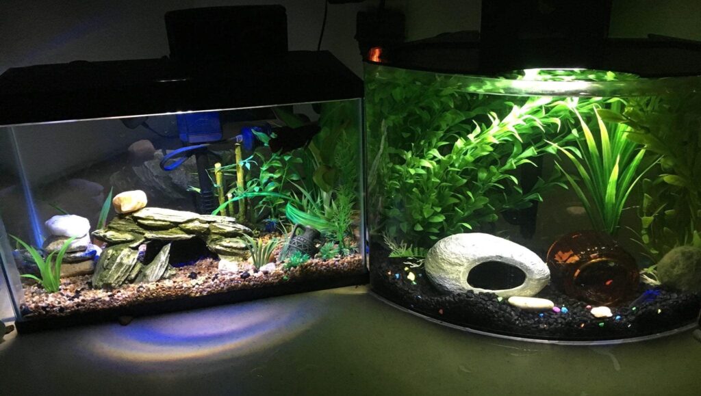 Betta Glass Tank on Left and Acrylic on Right