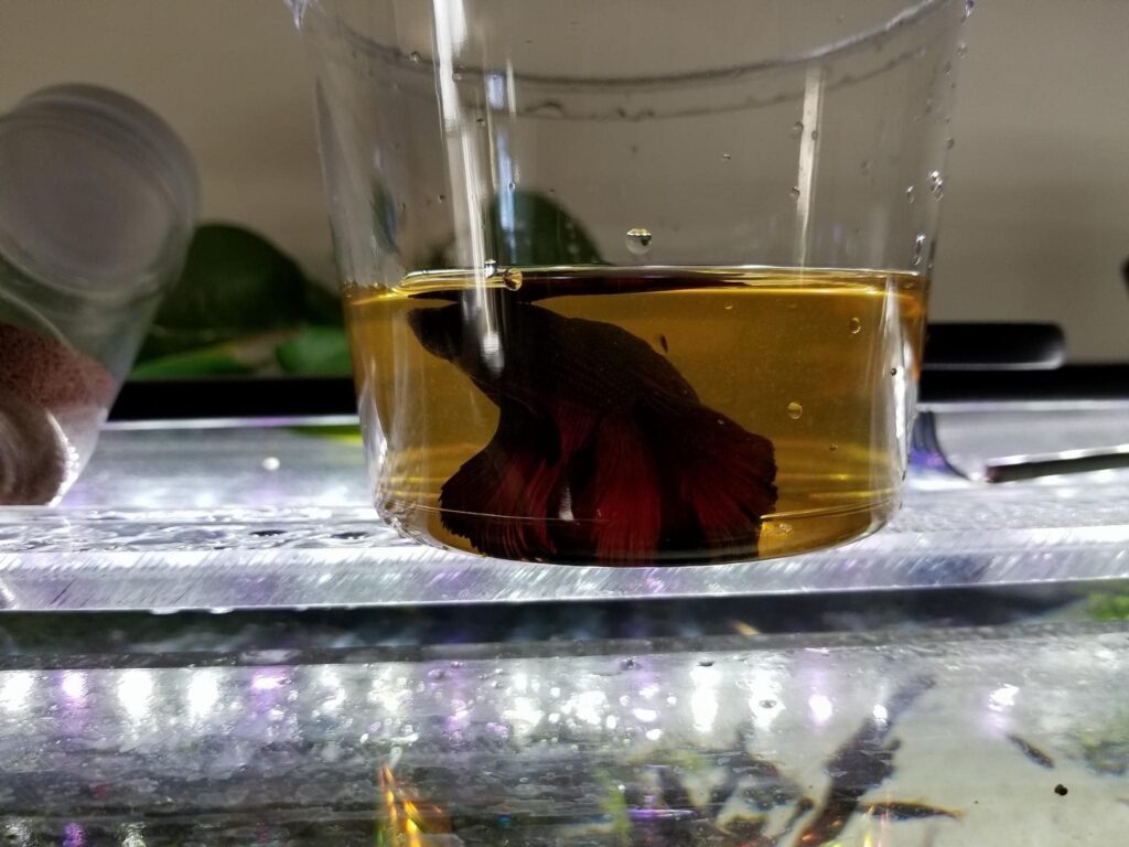 Betta in a Cup with Brown Toxic Ammonia Water
