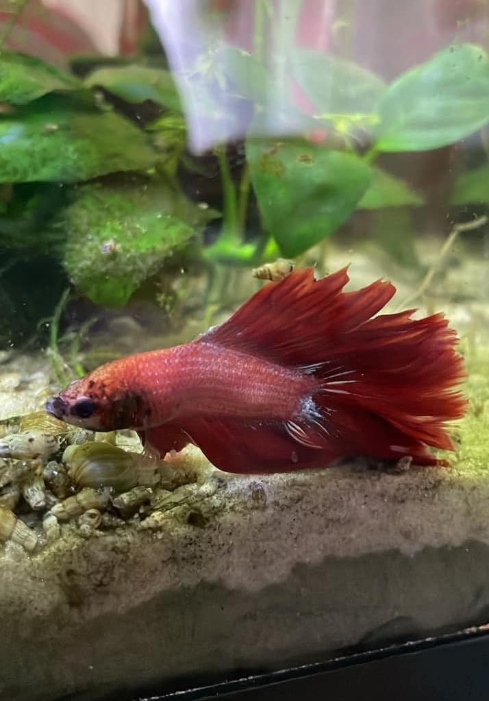 Betta with Swim Bladder Disease Laying at the Bottom of the Tank