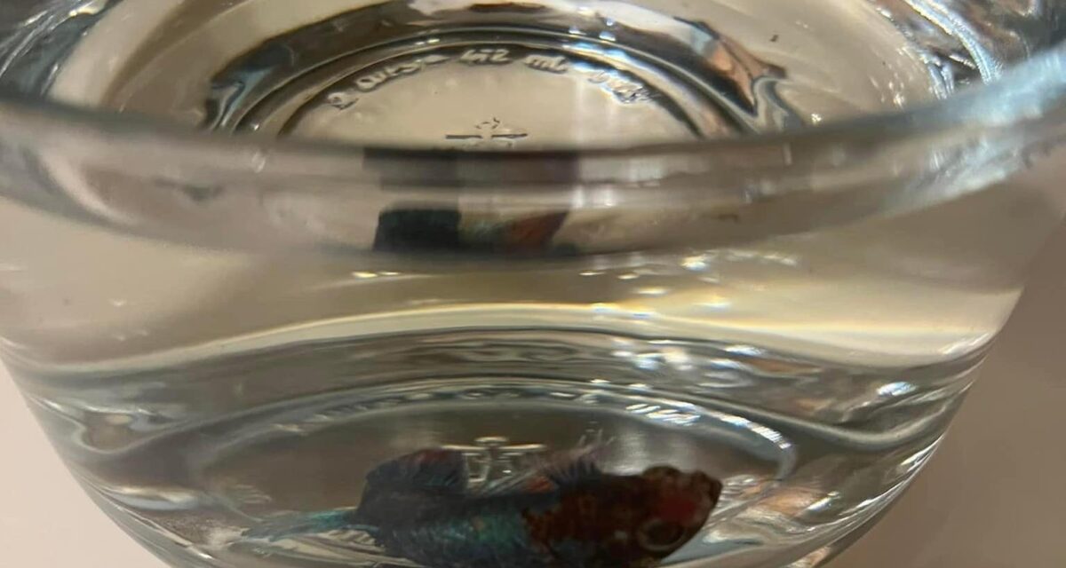 3 Methods To Humanely Euthanize Your Pet Fish (And What NOT To Do)