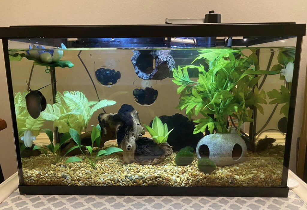 New Betta Fish Tank