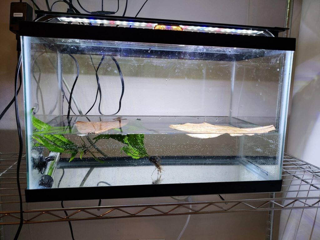 Betta Fish Breeding Setup in Glass Tank