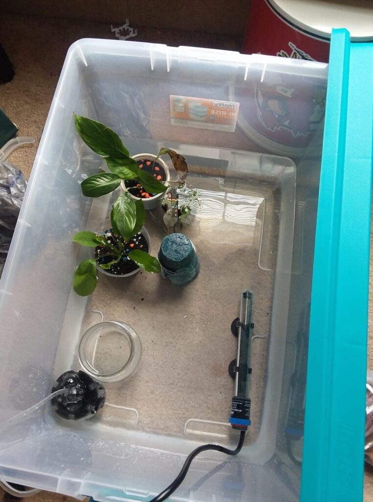 Betta Fish Breeding Setup in a Container