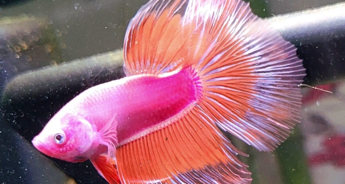 Betta Fish 101: A Beginner’s Guide to Caring for Your Fish