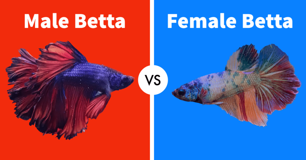 Male vs Female Betta Fish