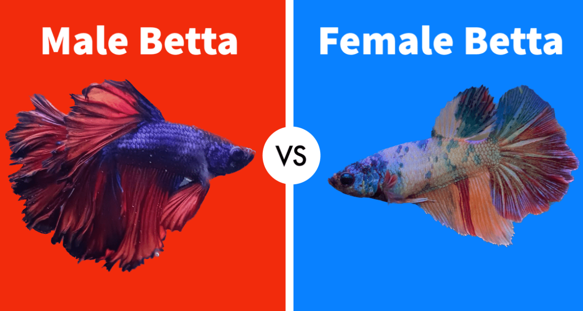 Male vs. Female Bettas: A Guide to Spotting the Differences