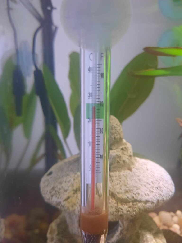 Temperature Control for Betta Fish