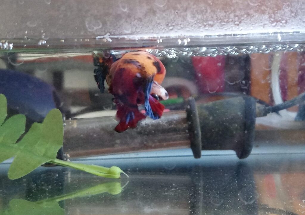 Two Betta fish embracing in a display of affection and breeding