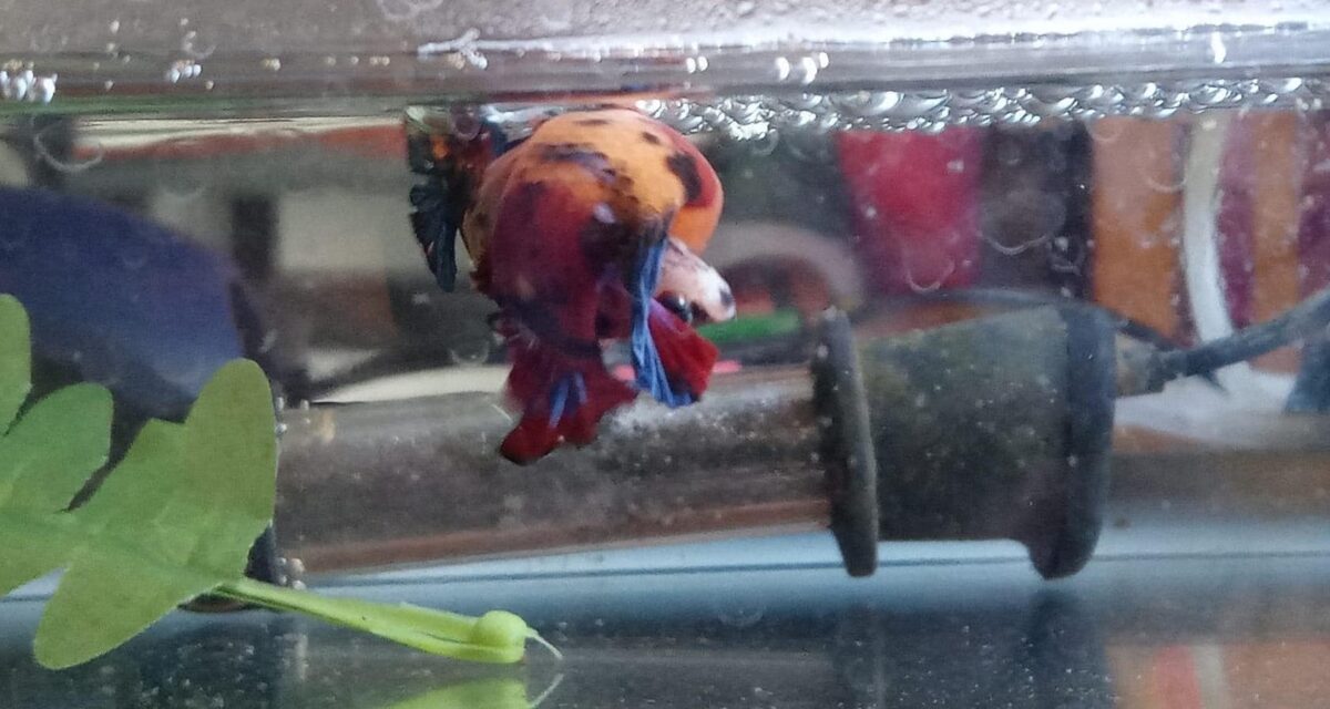 Betta Fish Breeding 101: From Courtship to Caring for Fry